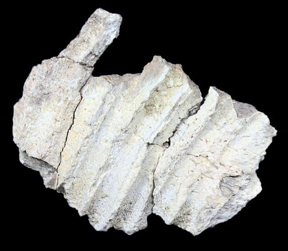 Partial Kritosaurus Dentary (Jaw) - Aguja Formation, Texas #31553